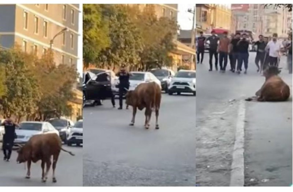 Polisin dananı güllələmə anı — VİDEO