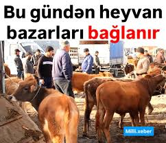 Bu gündən heyvan bazarları bağlanır