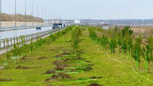 Salyanda "yaşıllaşdırma"ya yeni müdir