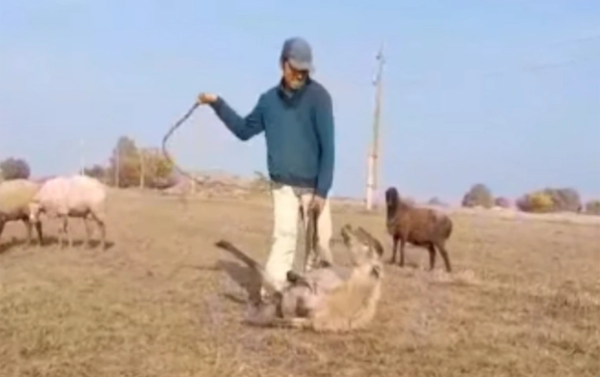 Polis çobanı şöbəyə gətirib -Qoyuna rəhmsiz davranmağa görə məsuliyyət cəlb edildi