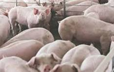 Azərbaycanda donuzların sayı azalıb